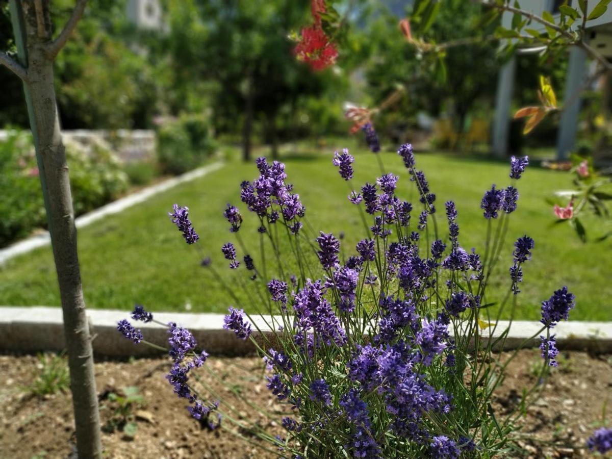 Apartments Grgurević Kotor Zewnętrze zdjęcie